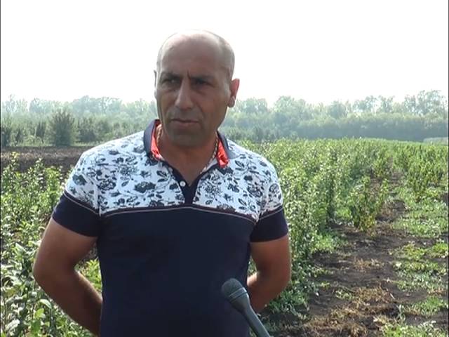 Сад на 12 гектарах