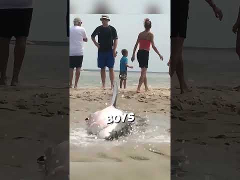 This great white shark was seeking help from tourists 🥹 #shorts