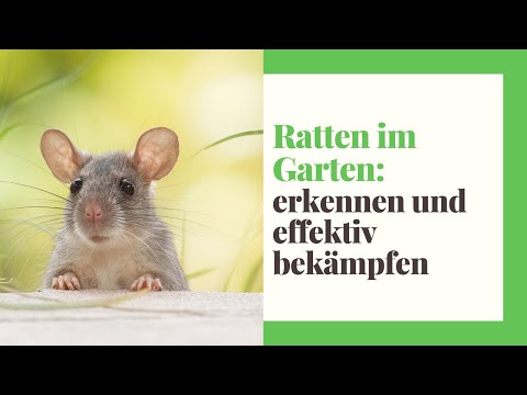 Rats in the garden (recognizing, catching and combating)