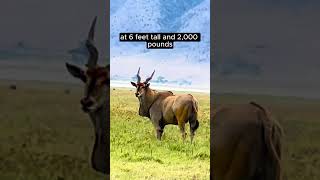 Download lagu Eland  - The Largest Antelope in the World #safari  #wildlife #antelopes #eland lend mp3