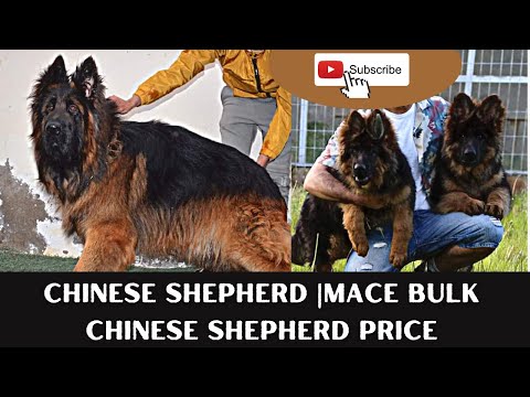Urgent sale | Chinese Shepherd |mace bulk chinese shepherd price #ytshort #shortsfeed #BRODDY 2023