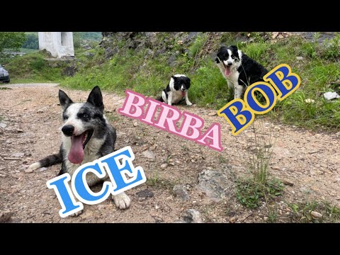 Ice-Birba-Bob-Pioggia-Langra a little history of my puppies