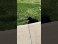 Big G Puppy Dog Summer Breeze