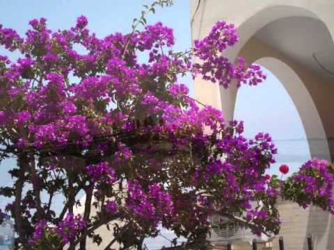 Szécsi Pál - Mint a Violák