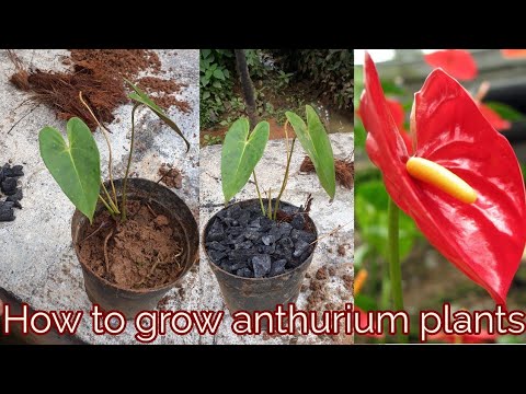 , title : 'How to grow anthurium plants'