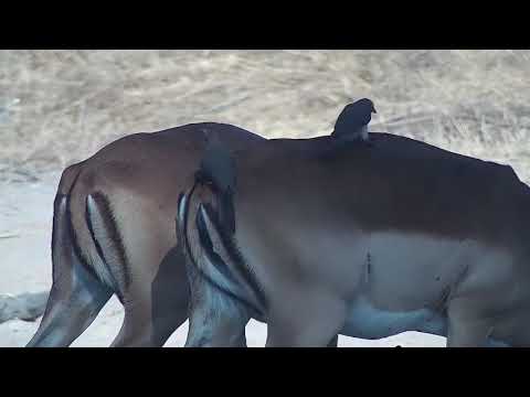 Djuma: Impalas, Elephants, Oxpeckers and Wildebeests - 15:24 - 09/25/21