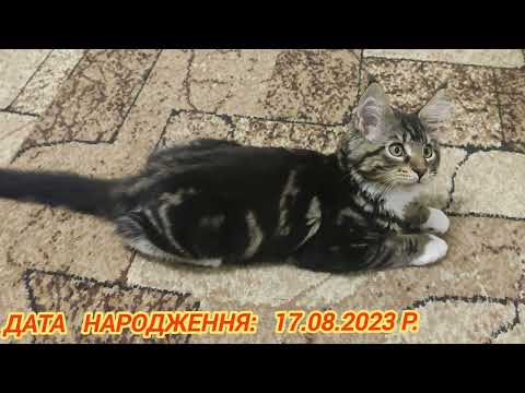 Мейн-кун. Кошеня звати Макс. Maine Coon Max.