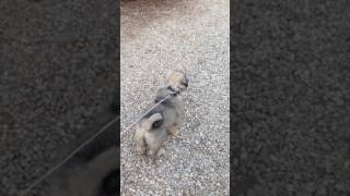 Download lagu qen i sharrit kosoriq mp3 Download lagu qen i sharrit kosoriq mp3