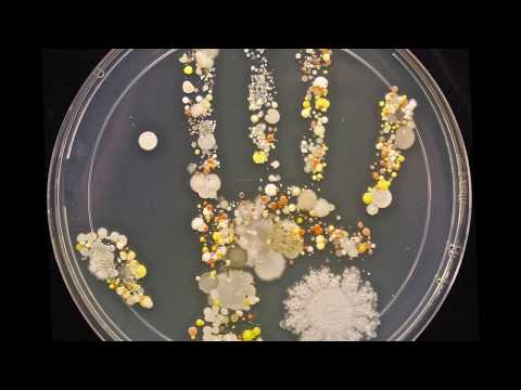 人類微生物組在《你體內的祕密世界》中的特色。 (Human Microbiome Featured In The Secret World Inside You)