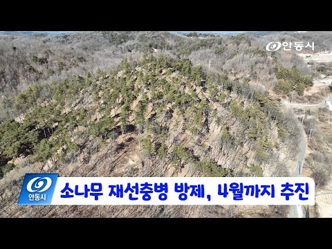 [안동 현장 리포트] 1월 9일, 소나무 재선충병 방제 4월까지 추진