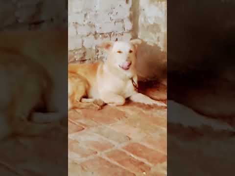 My dog #shorts #viral #youtubeshorts #dog #dogs #youtube #trending #desi #short #like #video #new