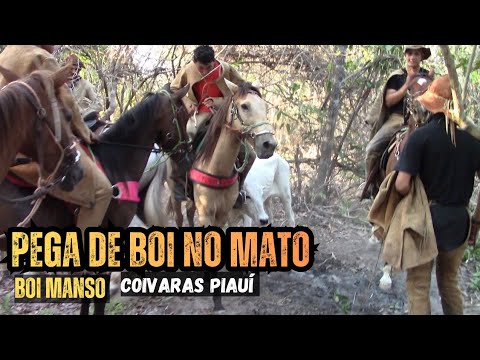 Pega de no Mato-Jailson e Junior Cearense, Coivaras-PI#boinamoita