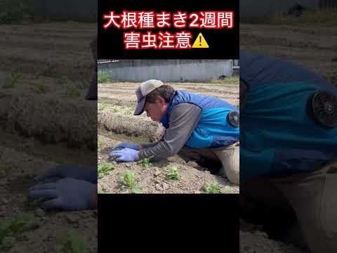  2023年春の月に合わせて大根の種まきはいつ？成功するにはどうすればよいでしょうか?完全なガイド  庭園