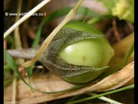 DUDAIM  - דודאים