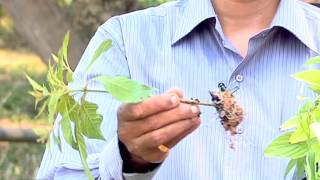 Pasumai Neram-Azhaguchedi Valarpu