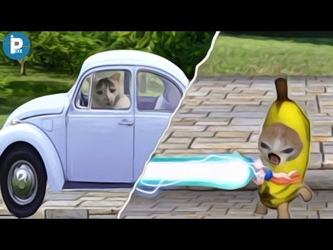 evil banana cat be like