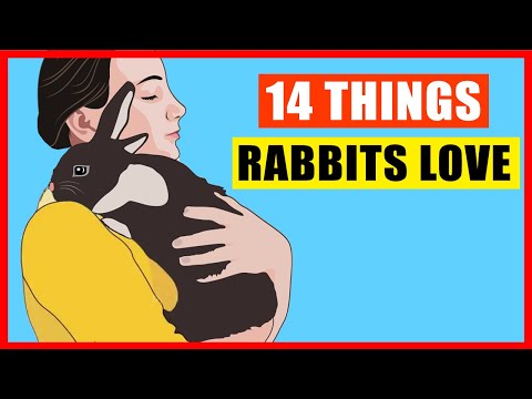 14 Things Rabbits Love the Most