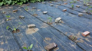 DeWitt SunBelt Woven Ground Cover Landscape Fabric Review