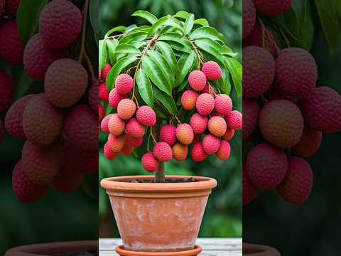🌿The Absolute Best Way to Grow Your Litchi Tree at Home! #litchi #gardening