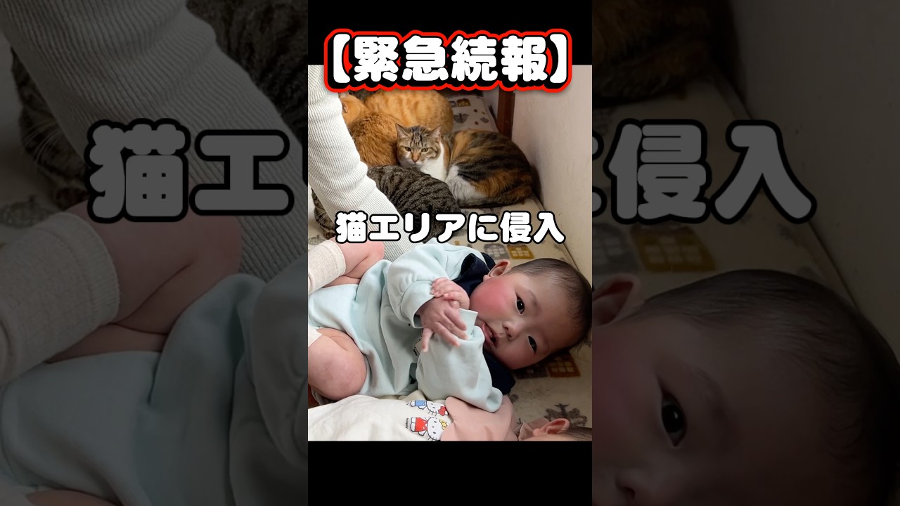 【緊急続報】今度は妹が“猫側”につき始めました。