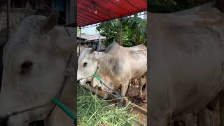 Download lagu Sapi makan rumput mp3