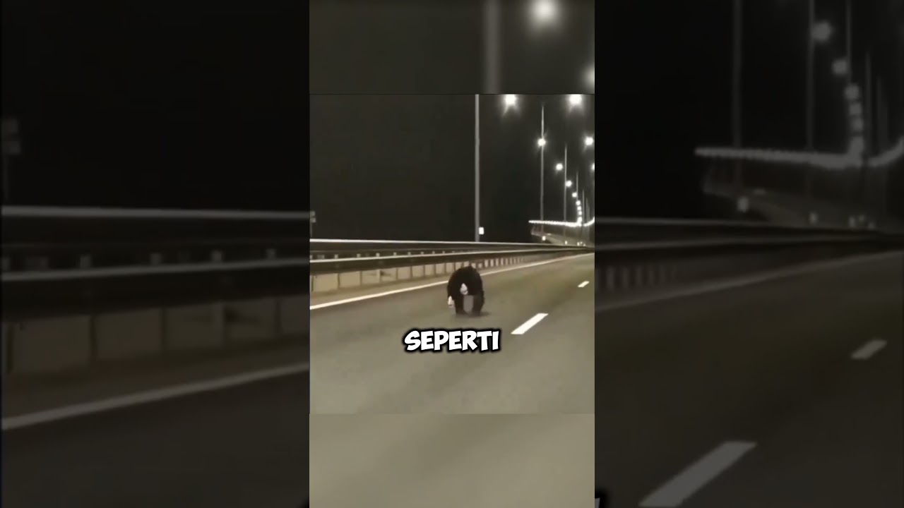 Momen Seekor Beruang Tersesat di Jalan Raya Rusia, Bikin Heboh! #shorts