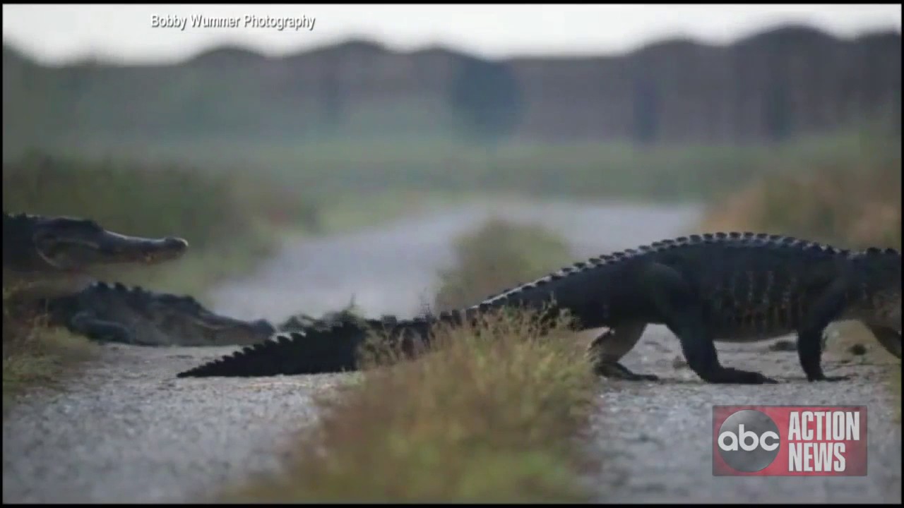 Photographer out on shoot captures crazy video of gator crossing near Florida swamp