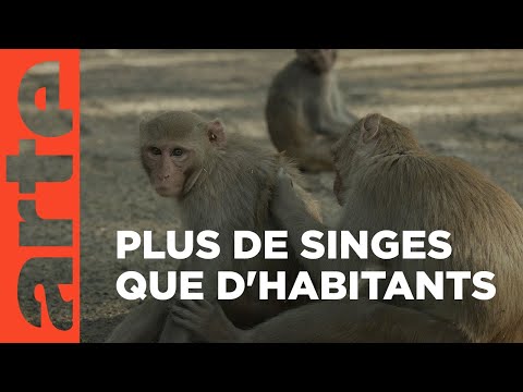 Inde : New-Delhi, la planète des singes | ARTE Reportage