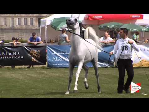 N.88 ADHAM SAQR - Chantilly 2015 AWC - Stallions 7 years old and above (Class 10)