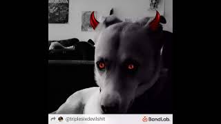 white proud and stupid (propagandhi cover)