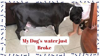 How to know if your dog’s water brooke? Boxer Dog PREGNANCY🦮week 8 🐕‍🦺Day 56