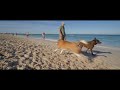 Dog Beach 2 Hour Slow TV
