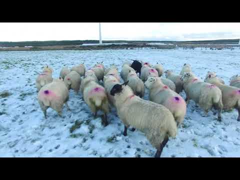 more sheep herding with drone