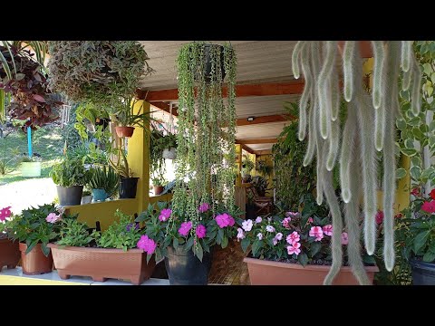 Plantas lindas 💕 que se destacam na minha varanda ❤️🥰