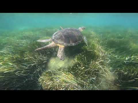 Turtle Paradise - Amathus