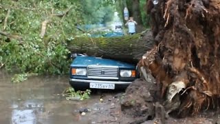 Смотреть онлайн Подборка: Деревья падают на автомобили