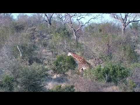 Djuma: Giraffe and Elephants in the bush on other side of dam - 16:46 - 08/05/2022