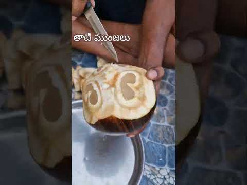 Palmyra Palm / Ice Apple summer special village vibes #song #music #sandy #mrvn #ruwan #nature