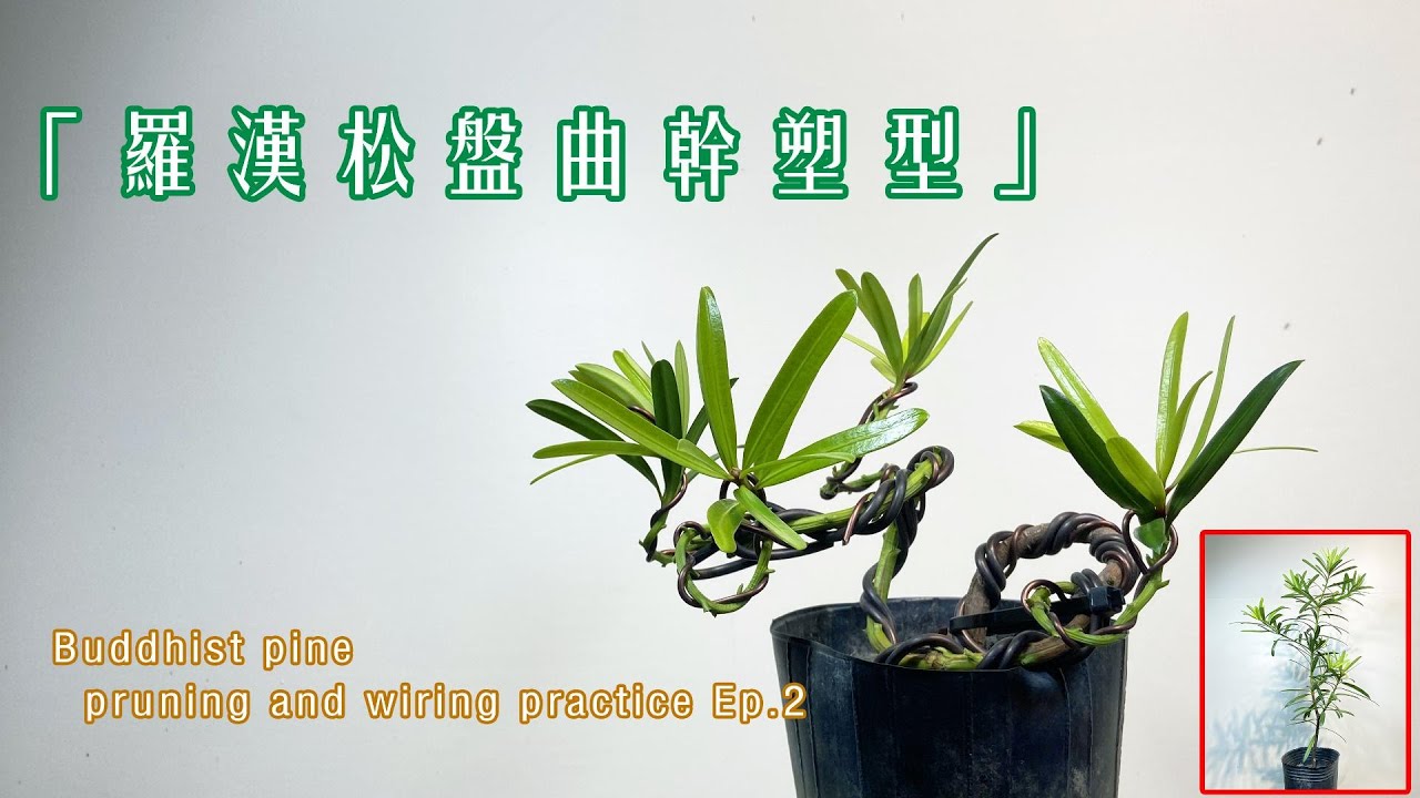 羅漢松盆景雕塑 bonsai