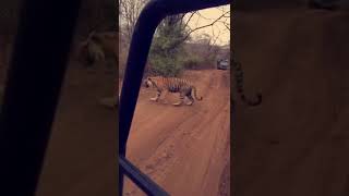 preview picture of video 'it was wonderful moment @ Sariska Tiger Reserve...  just watch the it :)'