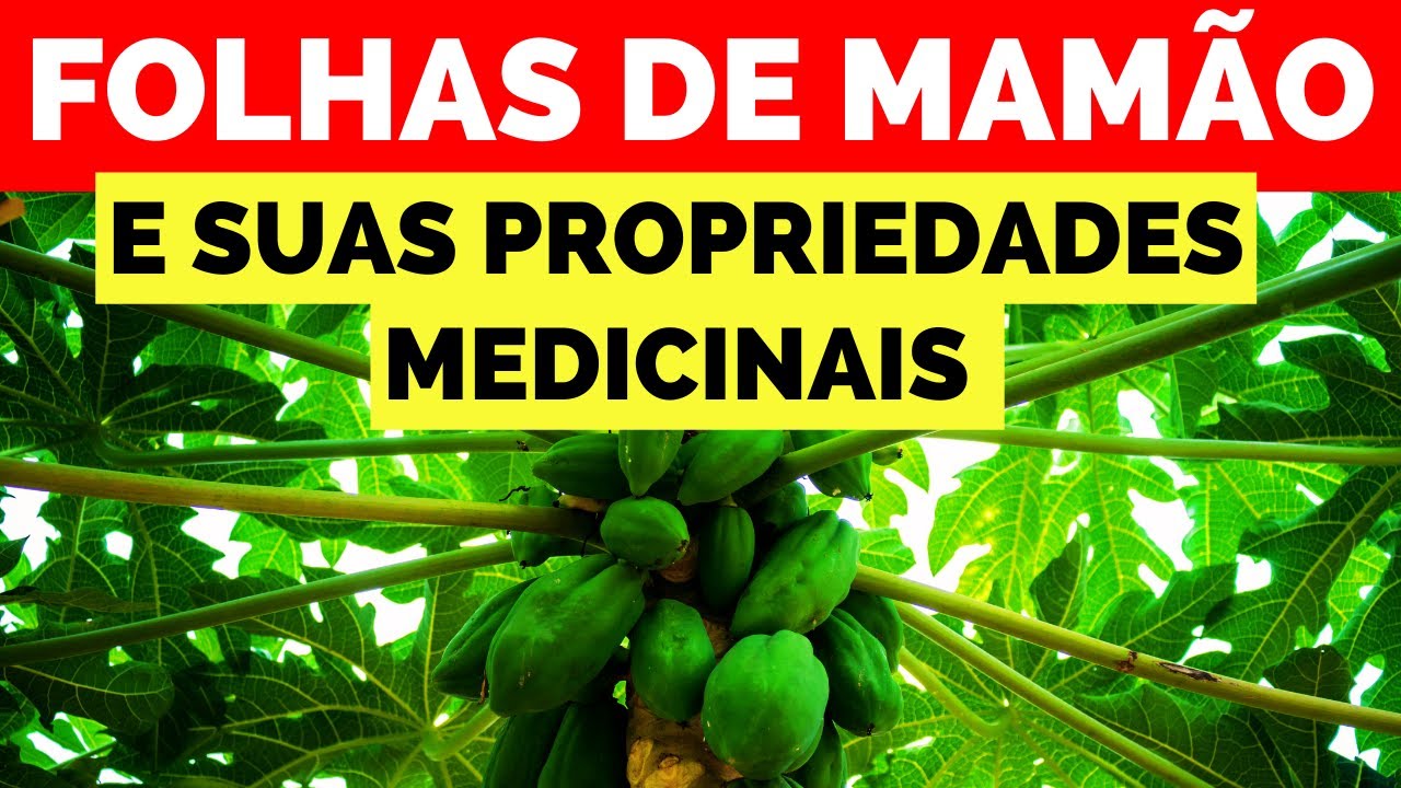 15 BENEFÍCIOS INCRÍVEIS DAS FOLHAS DE MAMÃO COMPROVADOS PELA CIÊNCIA