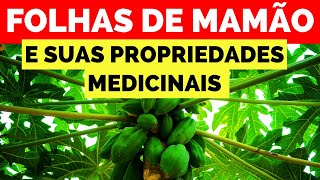 15 BENEFÍCIOS INCRÍVEIS DAS FOLHAS DE MAMÃO COMPROVADOS PELA CIÊNCIA