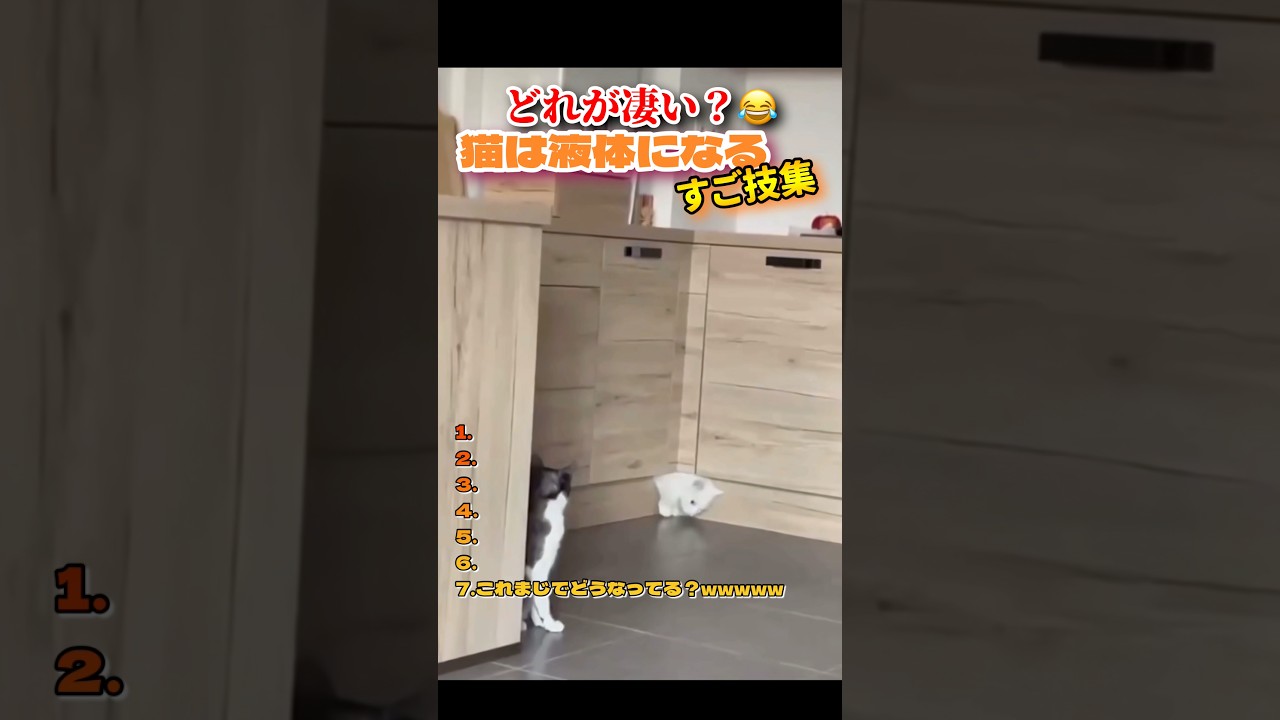 一個目やばいwww #おもしろ動画 #おもしろ #面白集 #funny #ねこ #ねこおもしろ動画