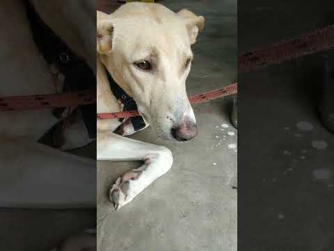 tutu ke neend #tutu'sworld