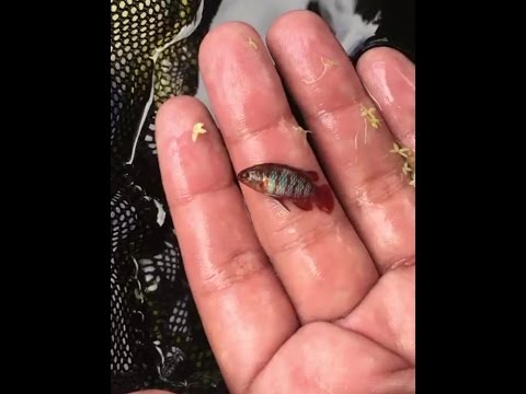 Badis Bengalki, Scarlet Gem Badis, Badis Escarlata, Badis Bengalensis - AcuaristasPR