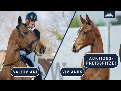 VIVIANUS Hengstfohlen von Valdiviani