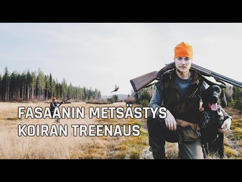 download lagu mp3 mp4 Fasaanin Metsstys, download mp3 Fasaanin Metsstys free download mp3, download mp3 Fasaanin Metsstys