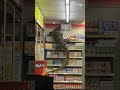 Monitor Lizard Enters Supermarket Giant Monitor Lizard Giant Lizard Shorts