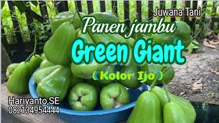 Download lagu Panen jambu Green Giant ( Bhuto Ijo) buahnya jumbo manis dan segar. mp3
