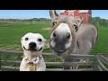 Animals Are The Funniest In The World Funny Animals Videos 2025